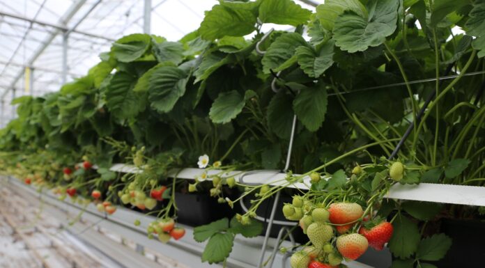 Ceny belgijskich truskawek utrzymują się na dobrym poziomie truskawka