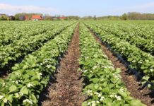 Jakie nawozy azotowe sprawdzają się w uprawie truskawek?