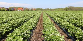 Jakie nawozy azotowe sprawdzają się w uprawie truskawek?