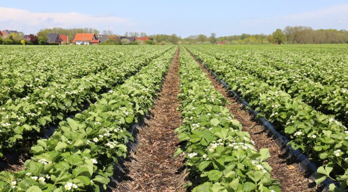 Jakie nawozy azotowe sprawdzają się w uprawie truskawek?