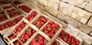 Czy to dobry moment na zakup łubianek?