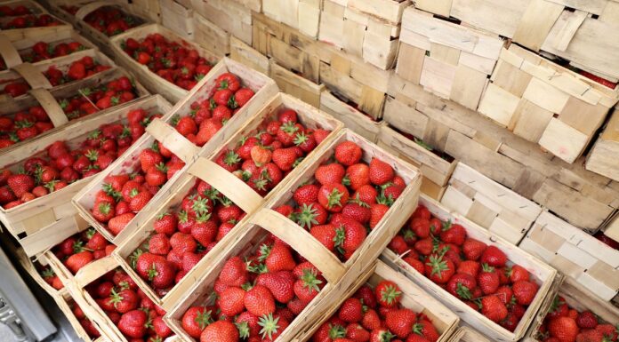 Czy to dobry moment na zakup łubianek?