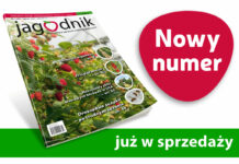 Jagodnik 3/2021 już w sprzedaży