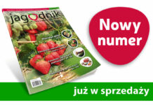Jagodnik 4/2021 – już w sprzedaży