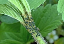 PRZĘDZIORKI, SZPECIELE, MISECZNIKI, MSZYCE – zwalczanie tuż przed lub w trakcie zbioru, bez pozostałości