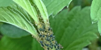 PRZĘDZIORKI, SZPECIELE, MISECZNIKI, MSZYCE – zwalczanie tuż przed lub w trakcie zbioru, bez pozostałości