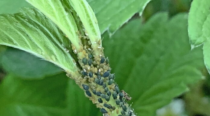 PRZĘDZIORKI, SZPECIELE, MISECZNIKI, MSZYCE – zwalczanie tuż przed lub w trakcie zbioru, bez pozostałości