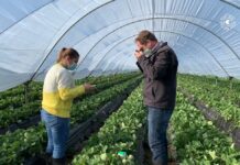 Biologiczna kontrola mszyc w truskawkach i w innych czerwonych owocach