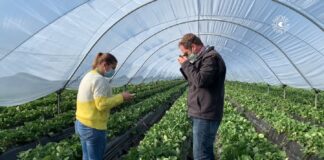 Biologiczna kontrola mszyc w truskawkach i w innych czerwonych owocach