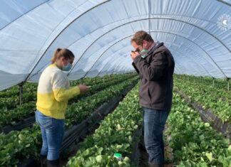 Biologiczna kontrola mszyc w truskawkach i w innych czerwonych owocach