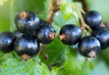 Owoce przemysłowe – analiza rynku, cz. 1: porzeczki, aronia i agrest