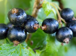 Ktoś jeszcze zbiera porzeczkę czarną?