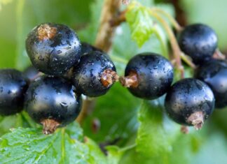 Owoce przemysłowe – analiza rynku, cz. 1: porzeczki, aronia i agrest