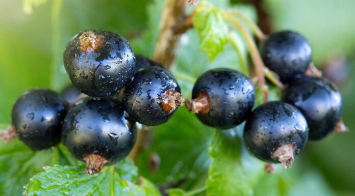 Wielkopąkowiec porzeczkowy wymaga zwalczania