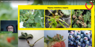 Wapń – budulec trwałości handlowej owoców jagodowych