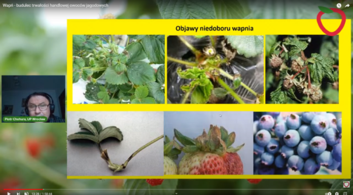 Wapń – budulec trwałości handlowej owoców jagodowych