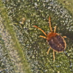 Rubinowiec agrestowy ŁGemulpar_