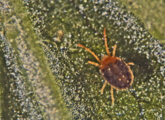 PRZĘDZIOREK chmielowiec, MISECZNIK śliwowiec, MSZYCE, rubinowiec -zwalczanie tuż przed, lub w trakcie zbioru, bez pozostałości. Rubinowiec agrestowy