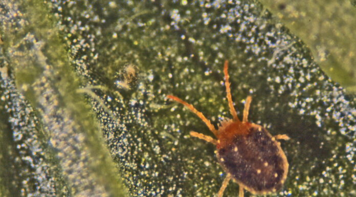 PRZĘDZIOREK chmielowiec, MISECZNIK śliwowiec, MSZYCE, rubinowiec -zwalczanie tuż przed, lub w trakcie zbioru, bez pozostałości. Rubinowiec agrestowy