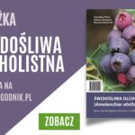 Świdośliwa olcholistna
