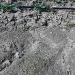 Zaskorupina gleb i nieliczne chwasty = konieczność uprawy mechanicznej gleby