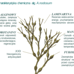 charakterystyka alg-do artykulu