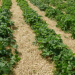 jagodnik_3_21 (11)jagodnik_3_21