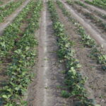 jagodnik_3_21 (16)jagodnik_3_21