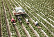 StrawBot pomaga w zbiorze truskawek