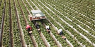 StrawBot pomaga w zbiorze truskawek