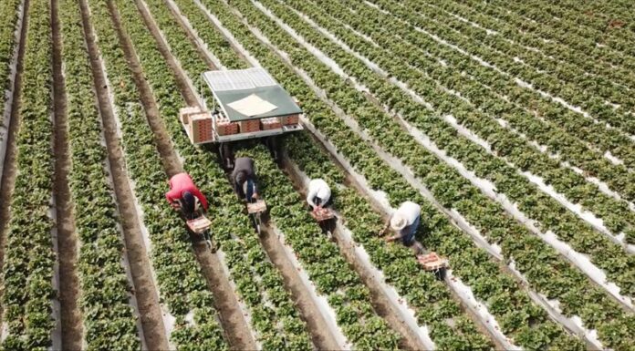 StrawBot pomaga w zbiorze truskawek