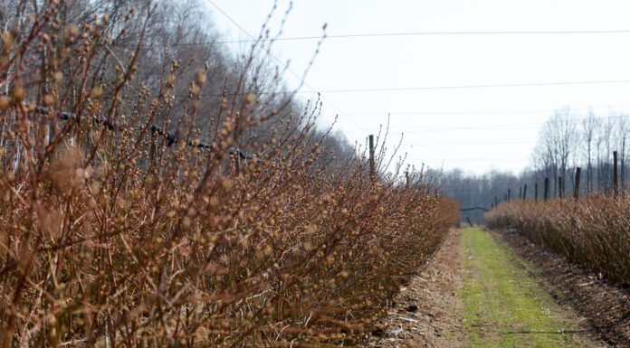9 kwietnia – WEB Borówka Nawożenie na start – stymulacja roślin oraz regeneracja uszkodzeń pozimowych