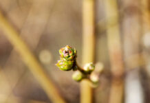 Jak wykorzystać biostymulację na plantacjach borówki wysokiej?