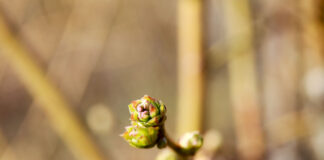 Jak wykorzystać biostymulację na plantacjach borówki wysokiej?