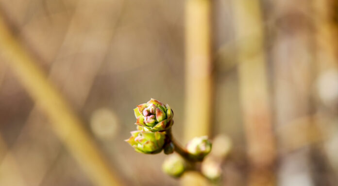 Jak wykorzystać biostymulację na plantacjach borówki wysokiej?