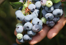 Choroby borówki amerykańskiej – najważniejsze choroby grzybowe