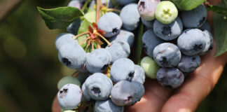 Choroby borówki amerykańskiej – najważniejsze choroby grzybowe