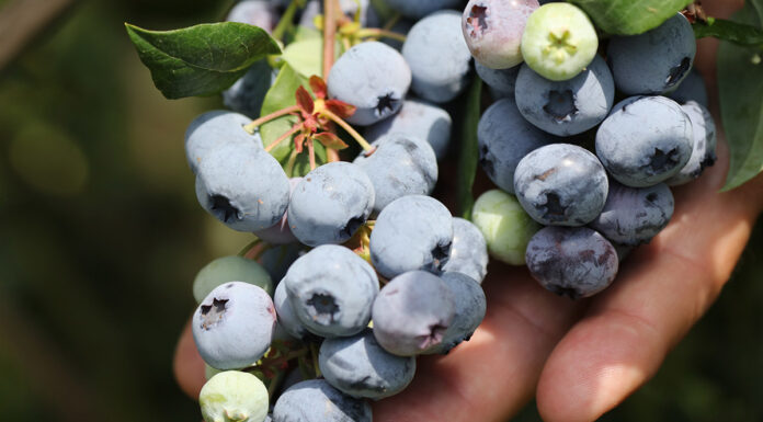 Choroby borówki amerykańskiej – najważniejsze choroby grzybowe