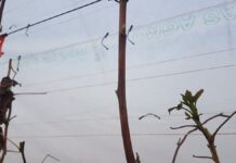 Zabezpieczamy maliny przed przymrozkami