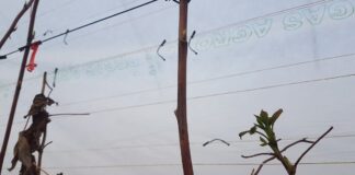 Zabezpieczamy maliny przed przymrozkami