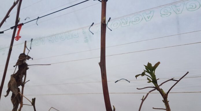 Zabezpieczamy maliny przed przymrozkami