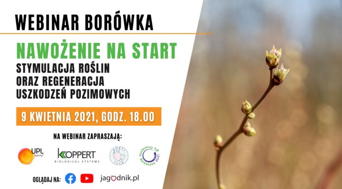 WEB Borówka: Nawożenie na start – stymulacja roślin oraz regeneracja uszkodzeń pozimowych