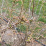 Bluecropborowka_MP_21