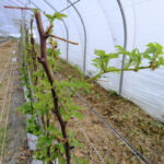 DSCF02741