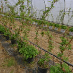 DSCF0305