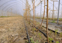 Malinowe Factory 2021 – IDZIEMY NA JAKOŚĆ