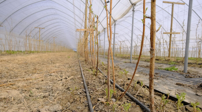 Malinowe Factory 2021 – IDZIEMY NA JAKOŚĆ