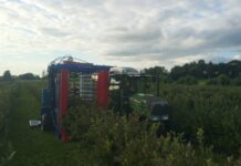 Kombajnowy zbiór borówki