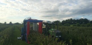 Kombajnowy zbiór borówki