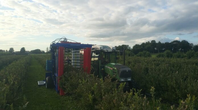 Kombajnowy zbiór borówki